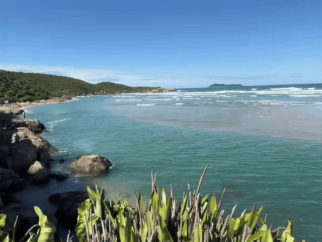Trilha na mata atlântica de Florianópolis